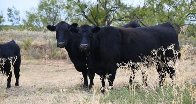 Why buy a ranch in Texas?