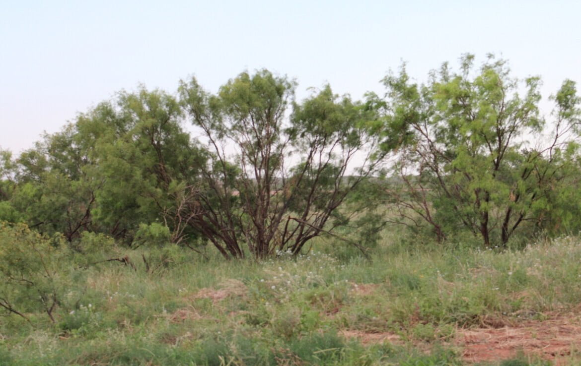 240 acres in Fisher County