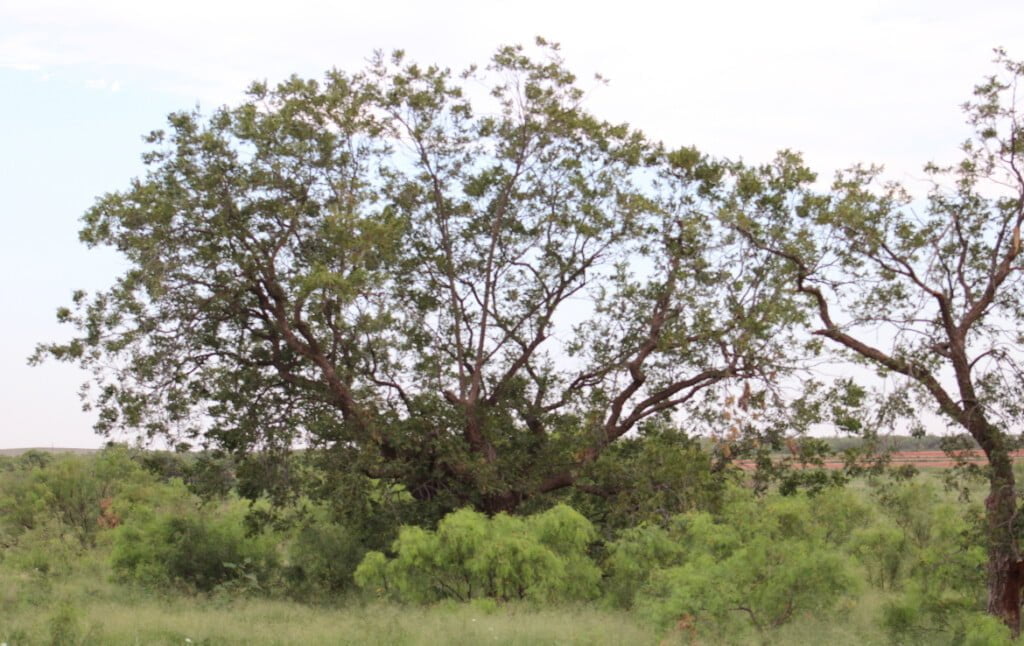 240 acres in Fisher County Texas for Sale