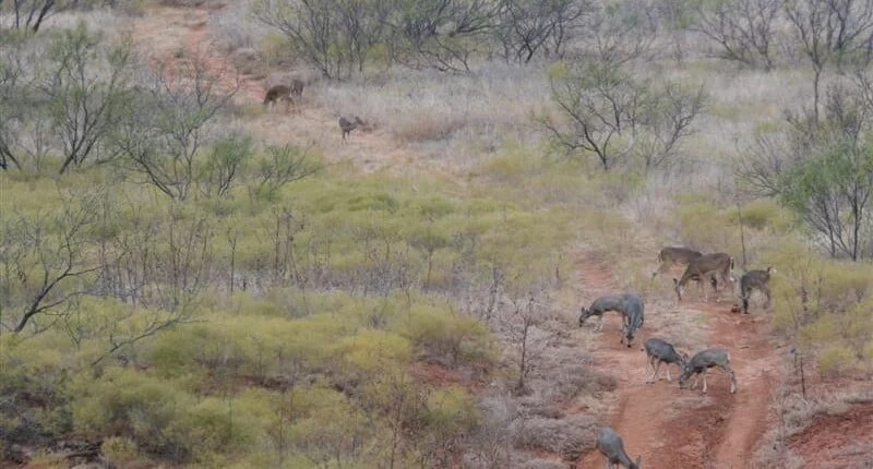 Top Hunting Seasons in Texas: When and Where to Hunt