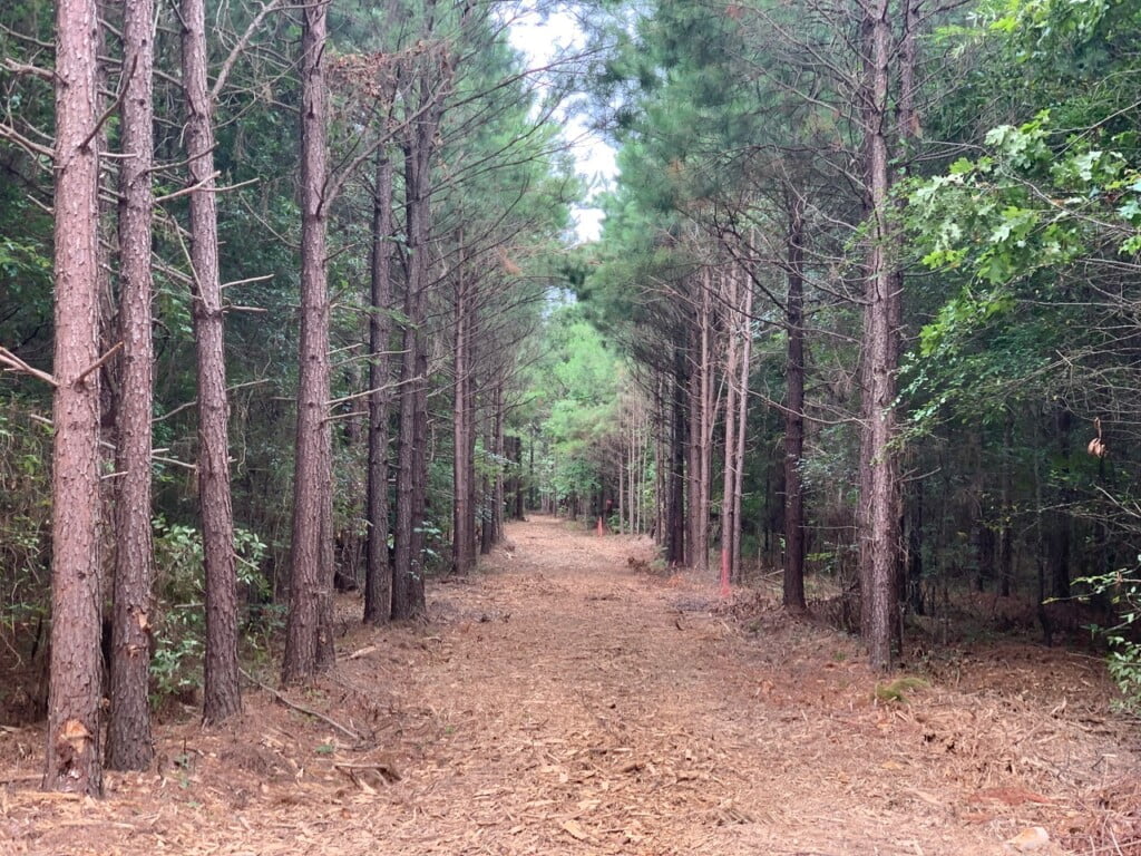 Bowie County Texas Land for Sale Hunting & Ranch Land