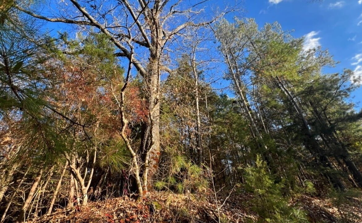 5 acres in Cass County