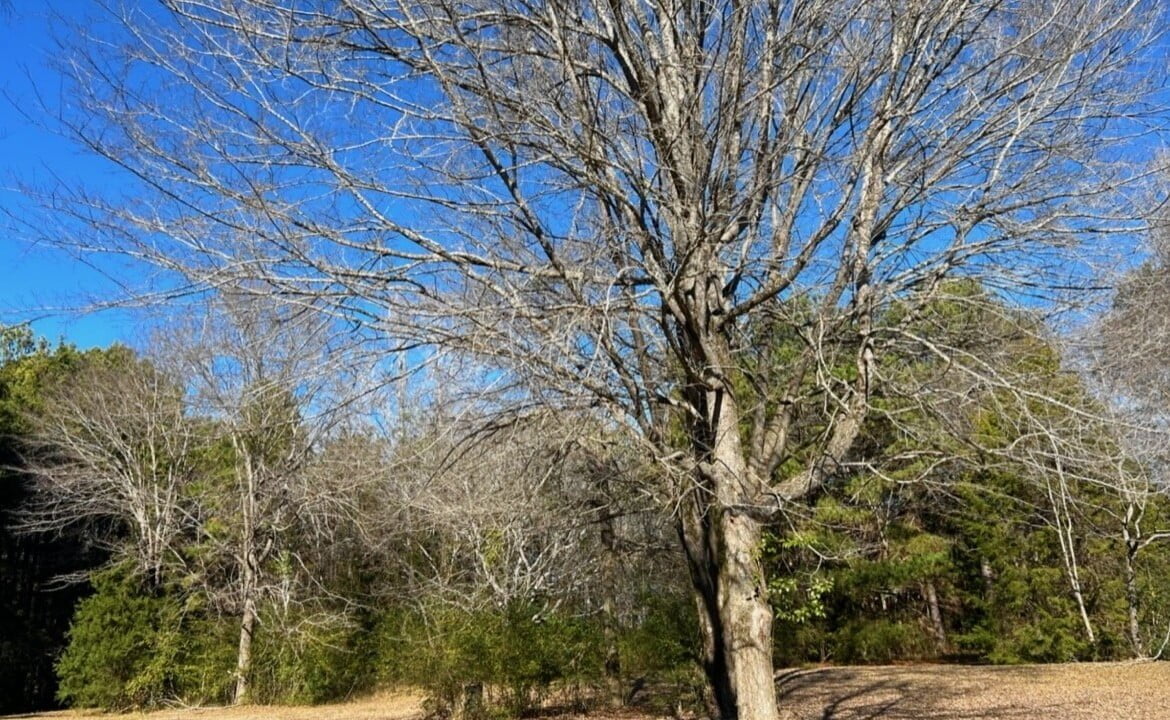 5 acres in Cass County