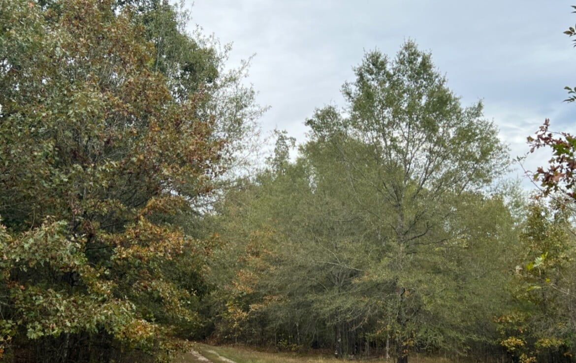 15 acres in Red River County