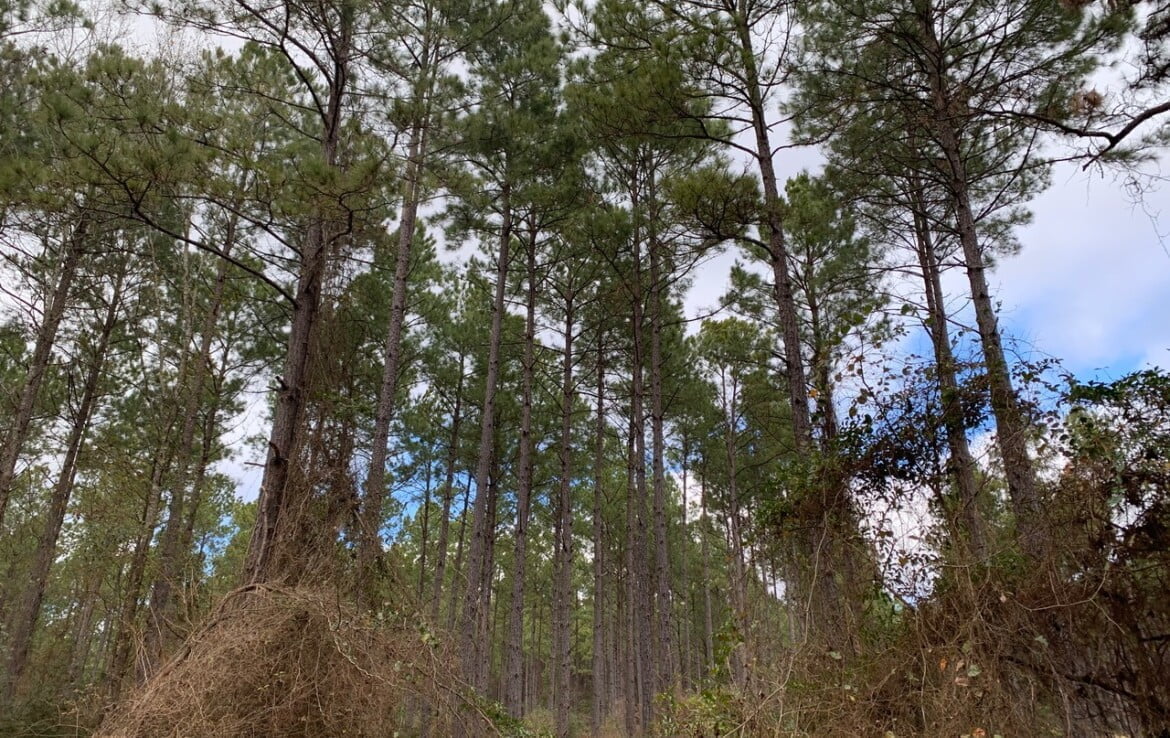 38 acres in Cass County