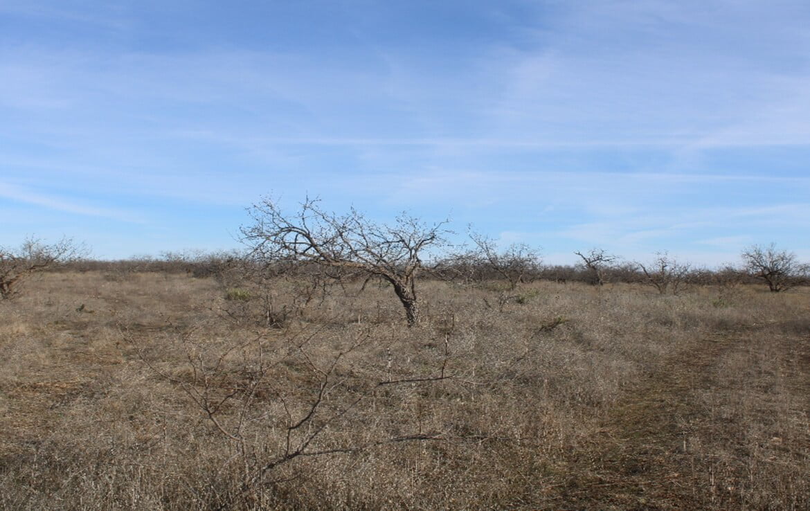80 acres in Coleman County