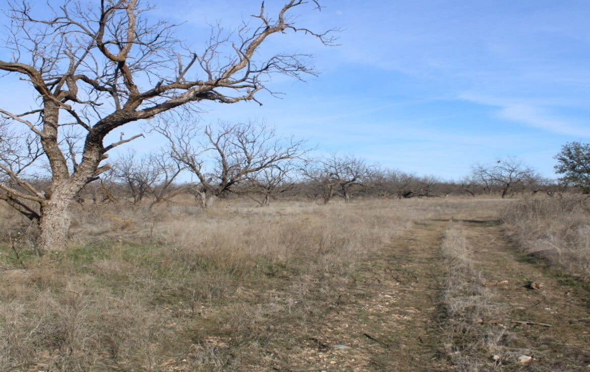 80 acres in Coleman County