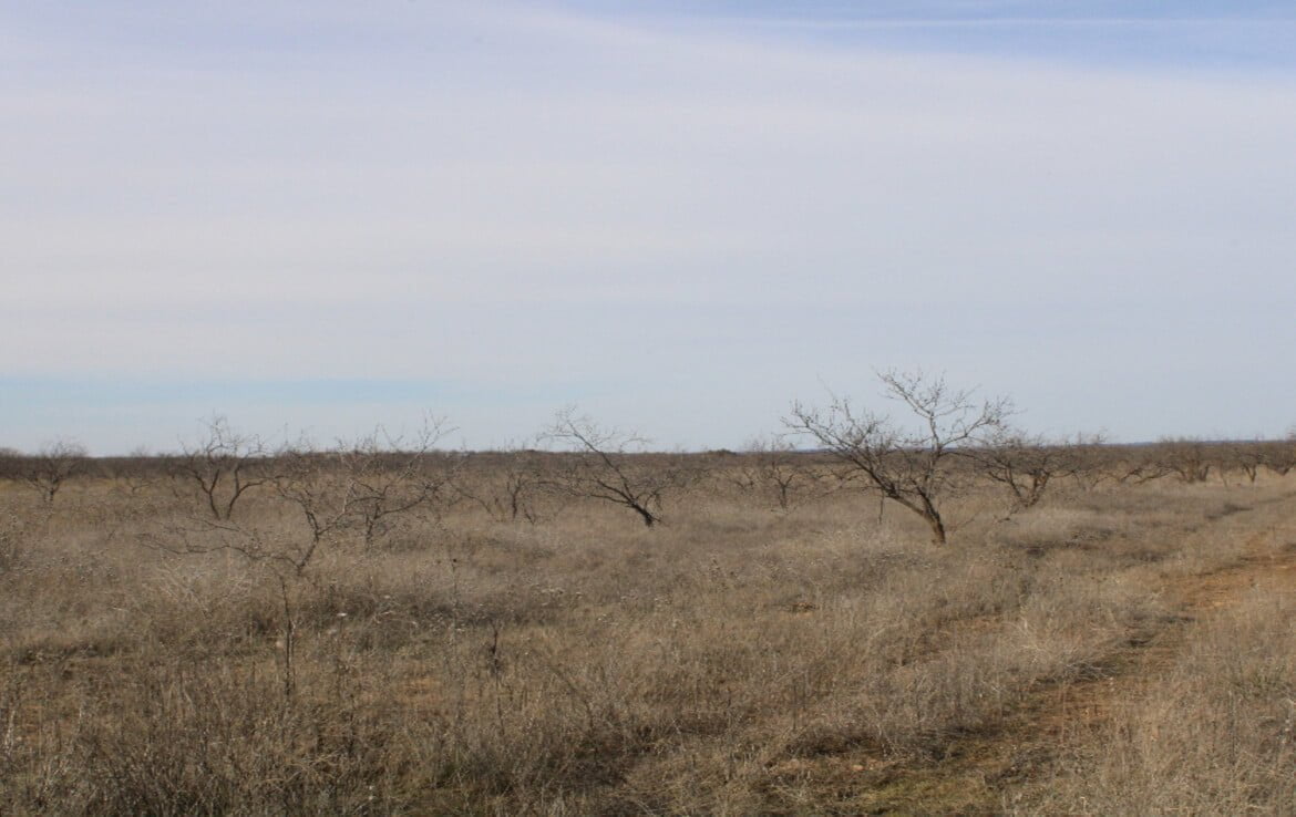 80 acres in Coleman County