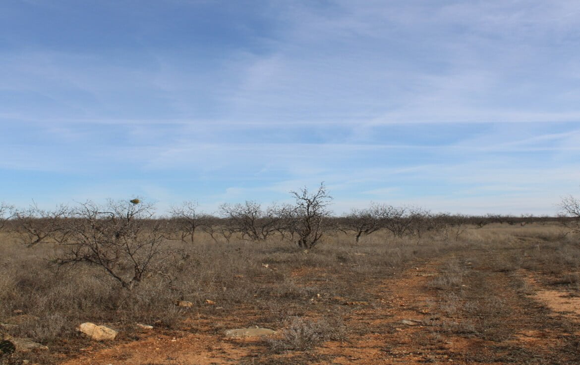80 acres in Coleman County
