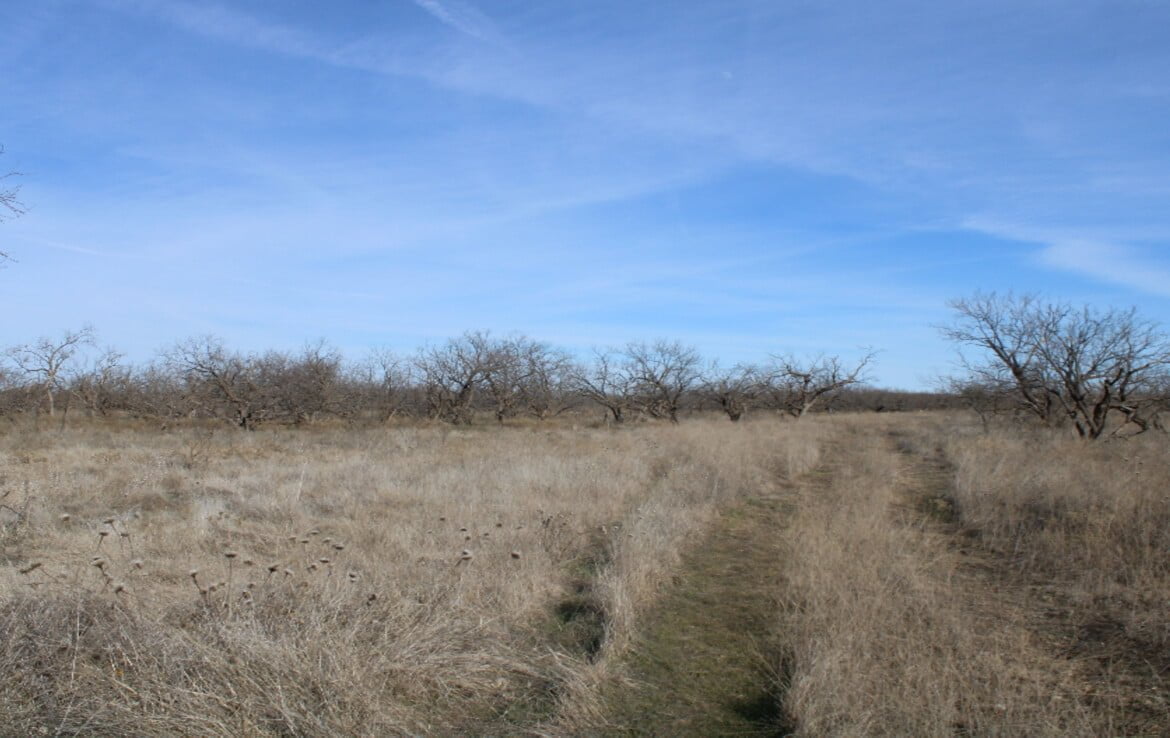 80 acres in Coleman County