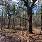 28 acres in Red River County