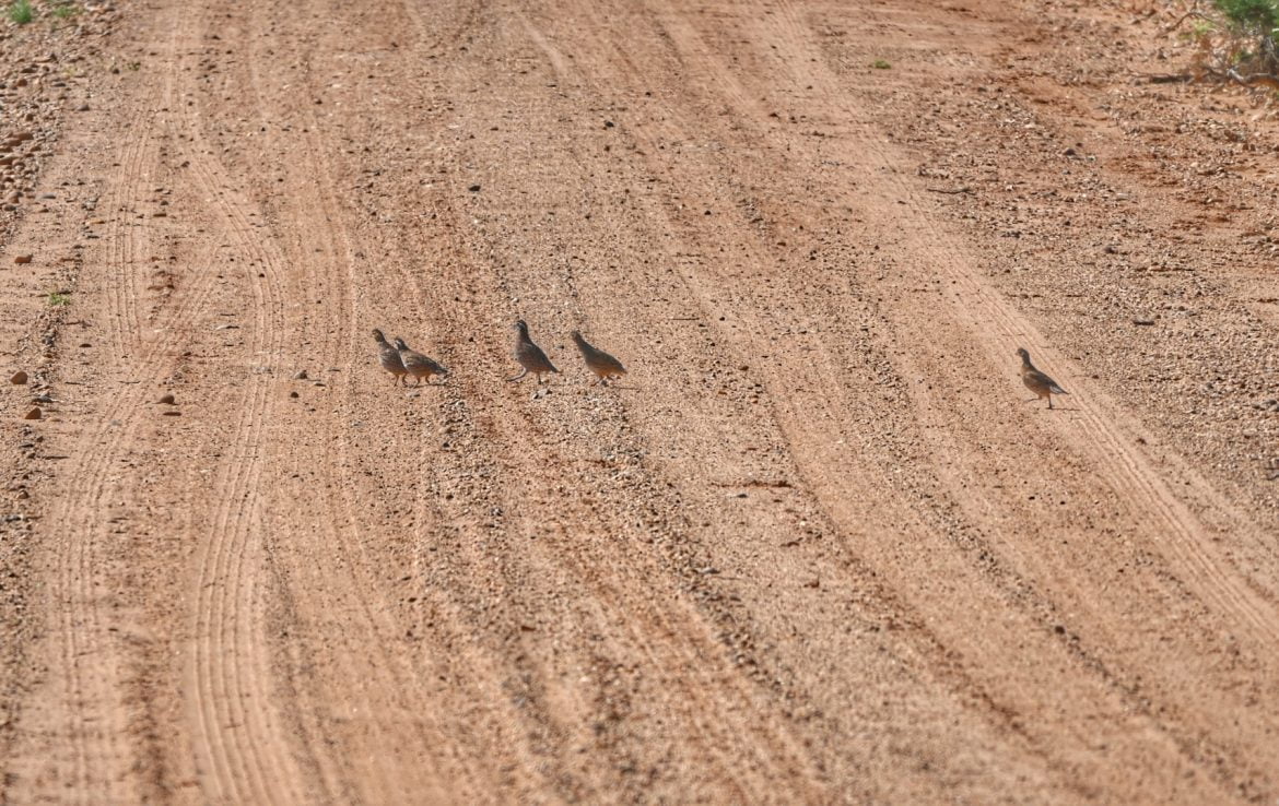 480 acres in Cottle County