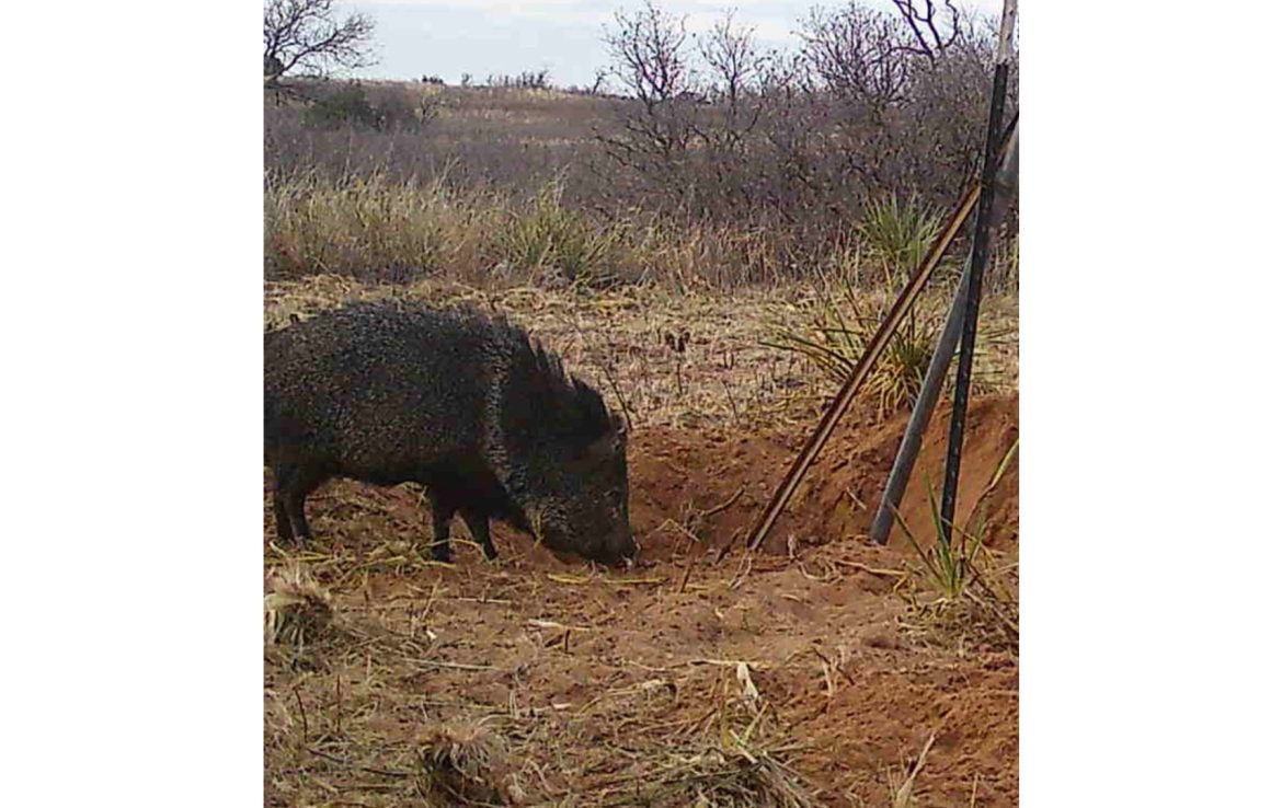 480 acres in Cottle County