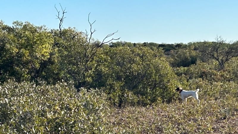 480 acres in Cottle County