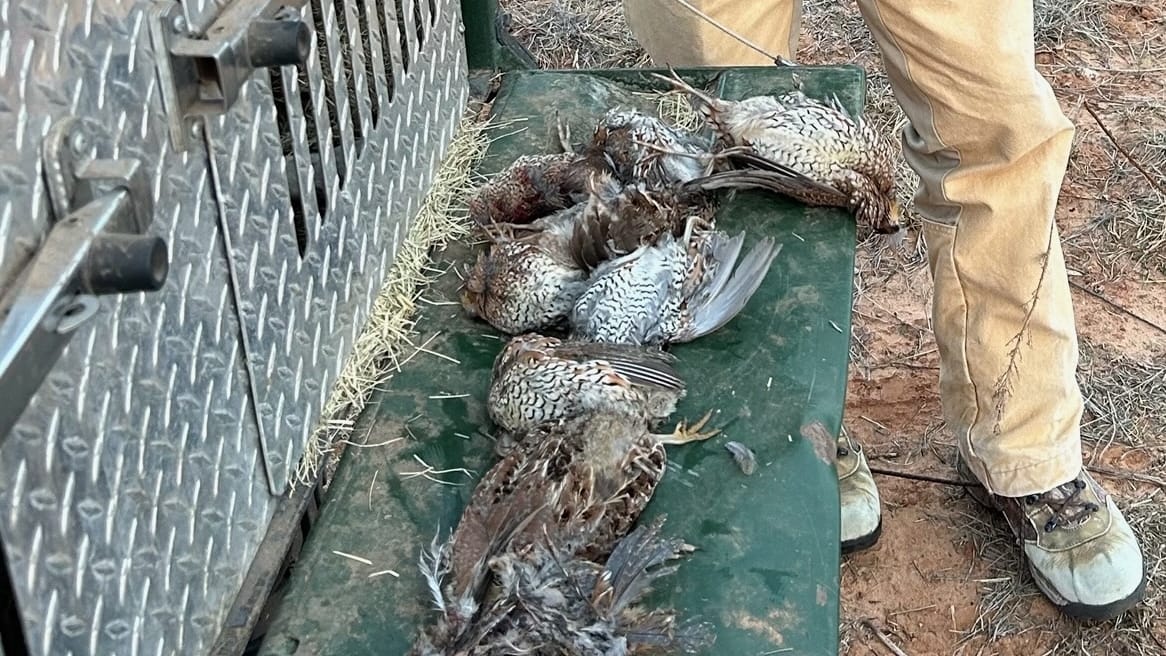 480 acres in Cottle County