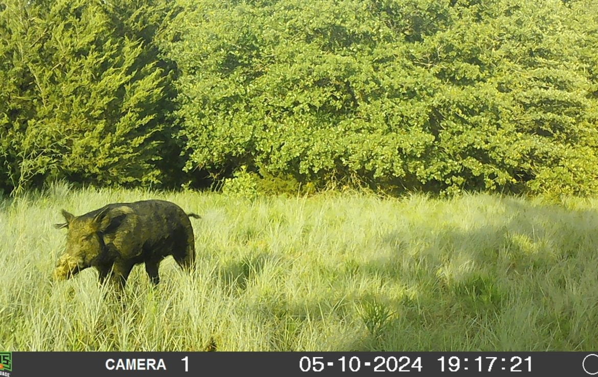 11 acres in Montague County