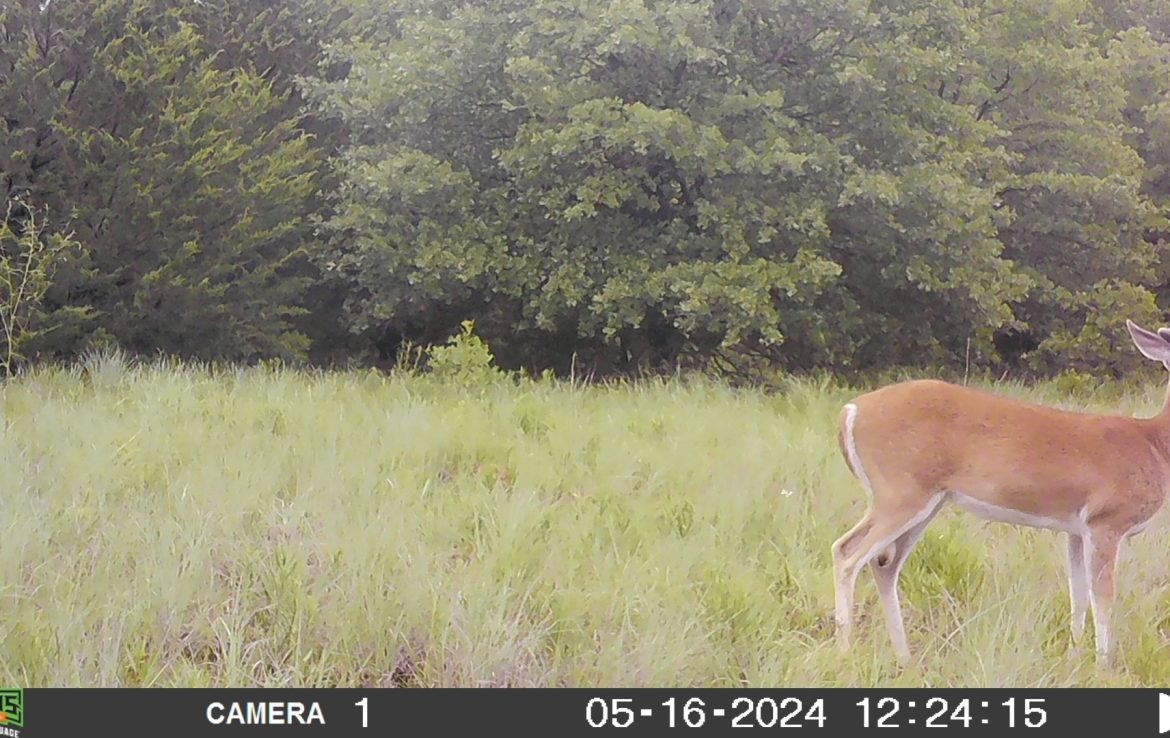 21 acres in Montague County