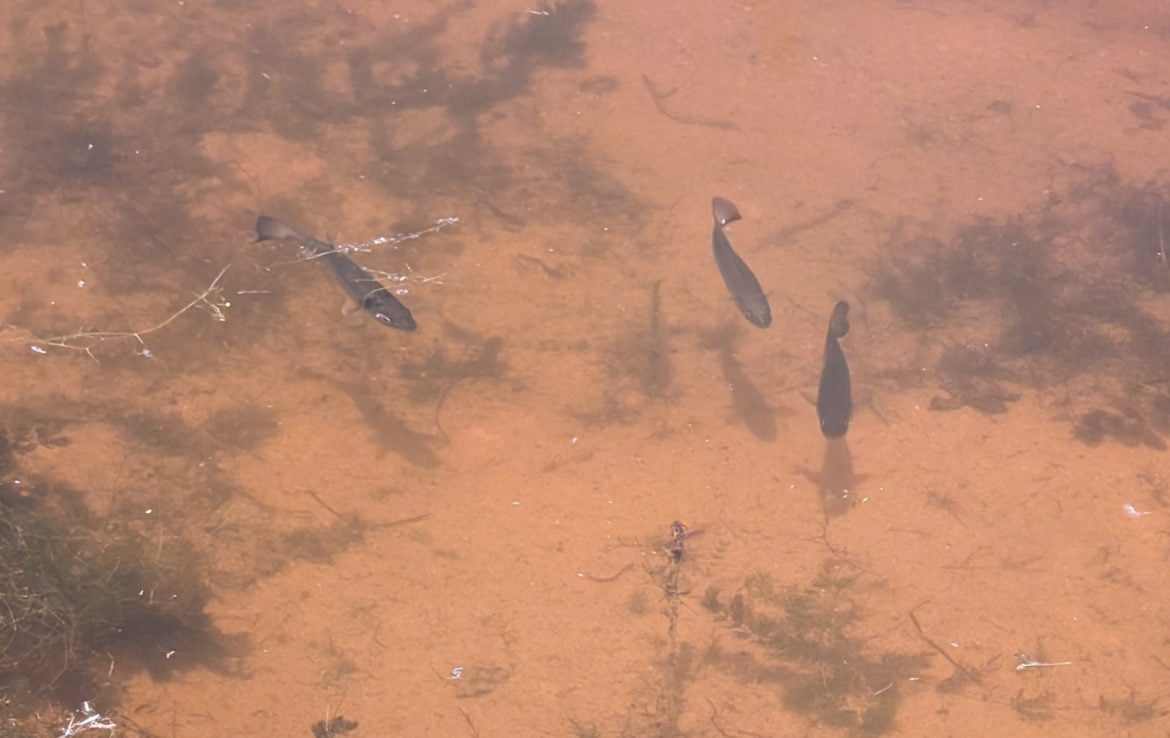 21 acres in Montague County