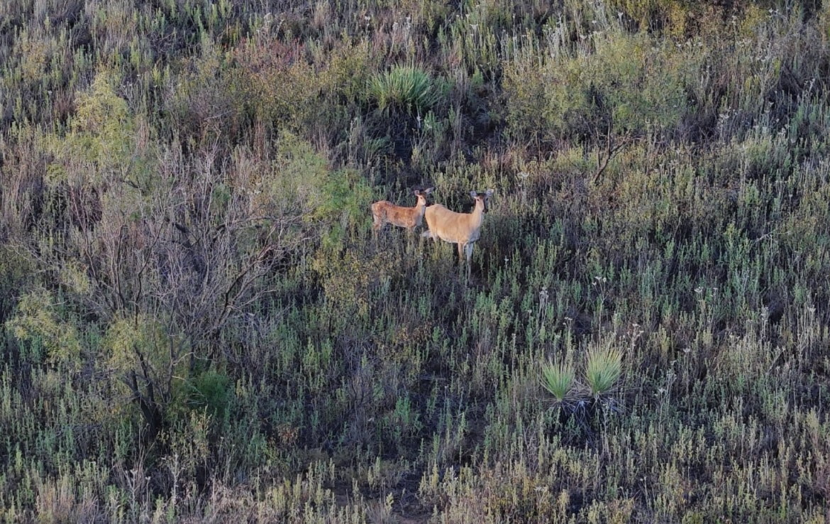 160 Acres in Hardeman County