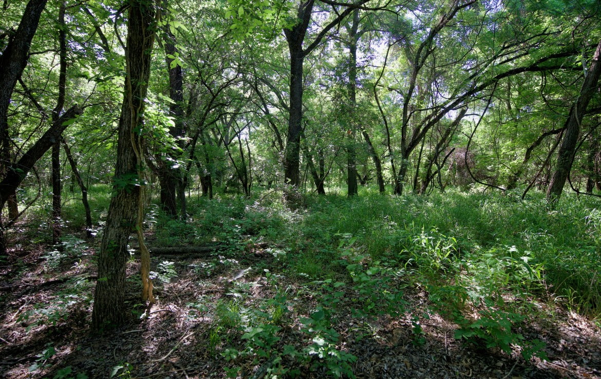 145 acres in Montague County