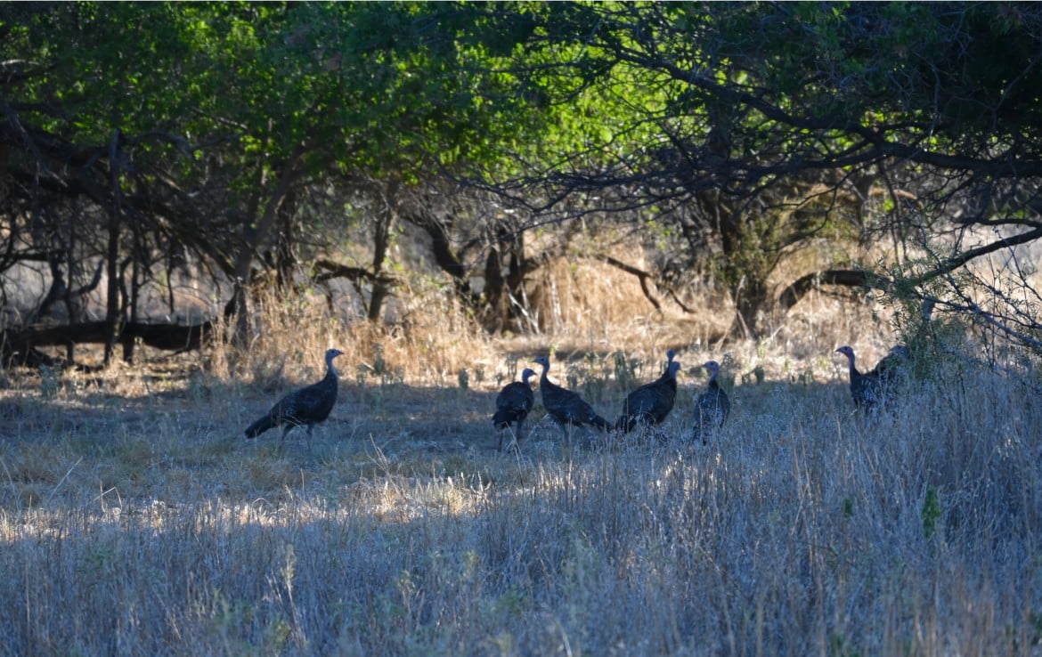 160 Acres in Hardeman County