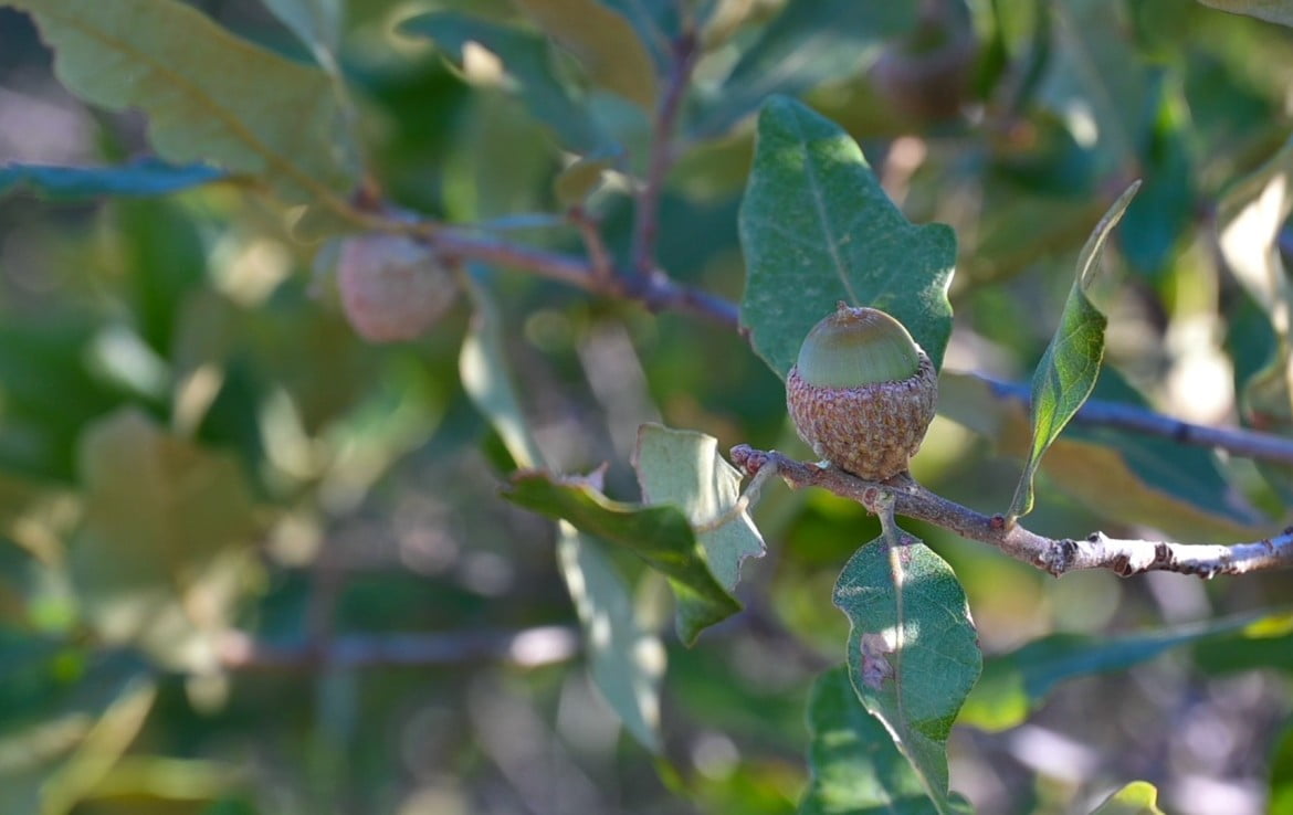 160 Acres in Hardeman County