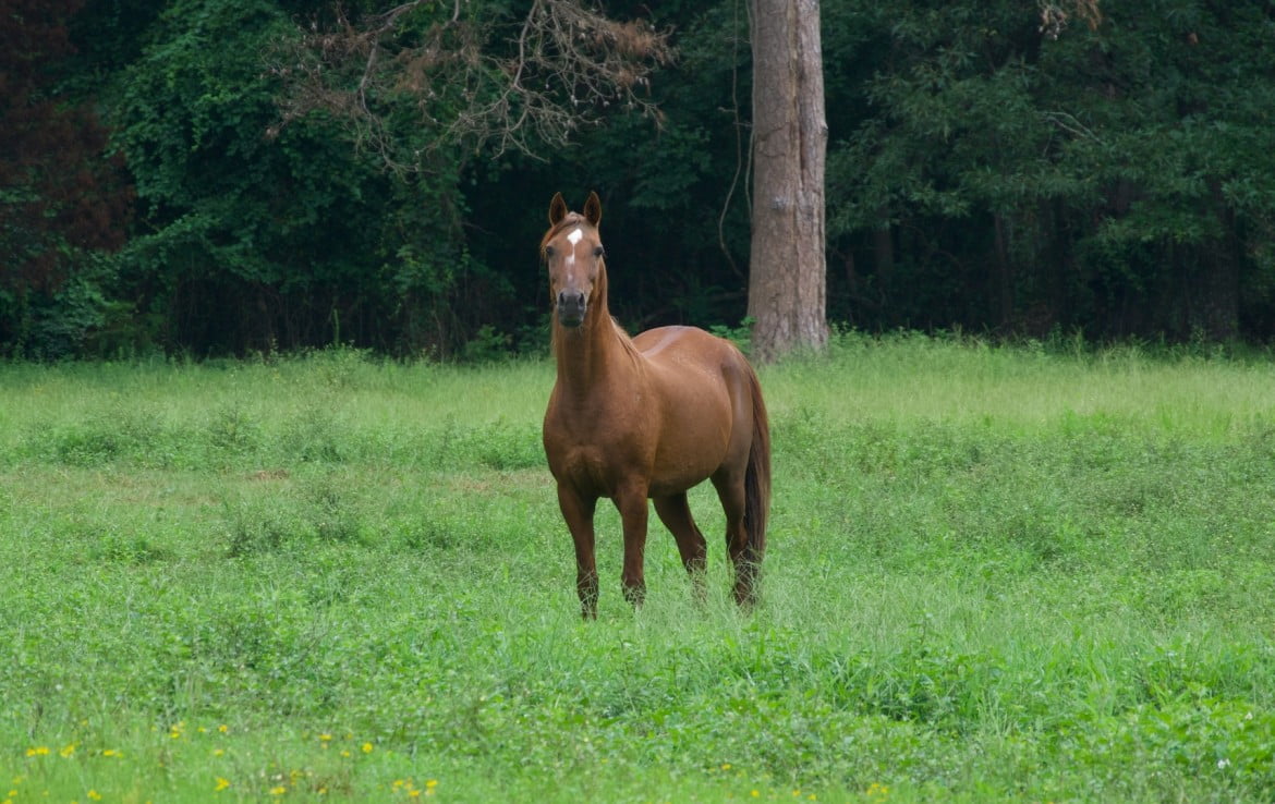 77 acres in Wood County