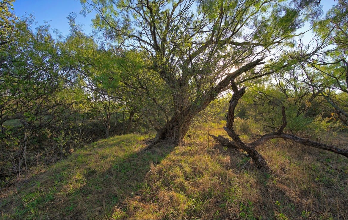 278 acres in Callahan and Shackelford County