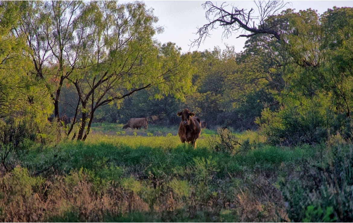 278 acres in Callahan and Shackelford County