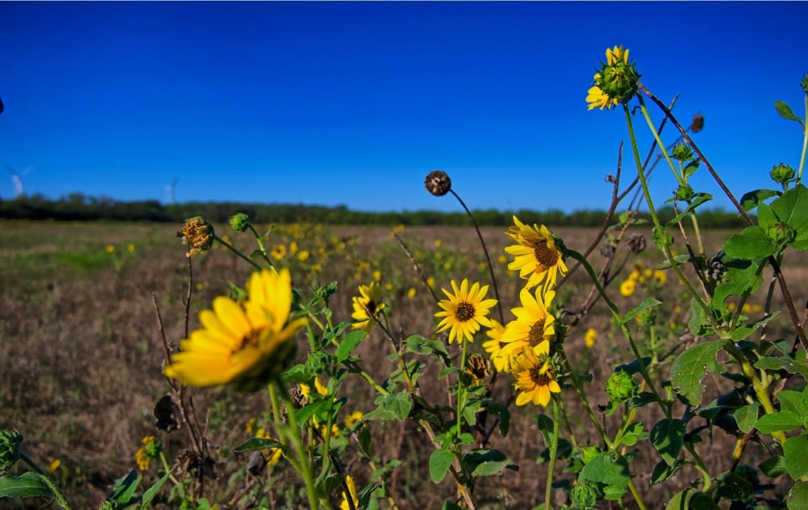 278 acres in Callahan and Shackelford County