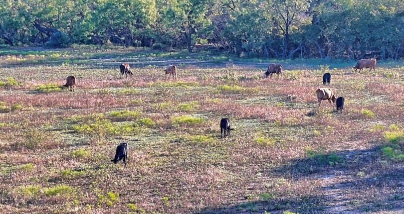 278 acres in Callahan and Shackelford County