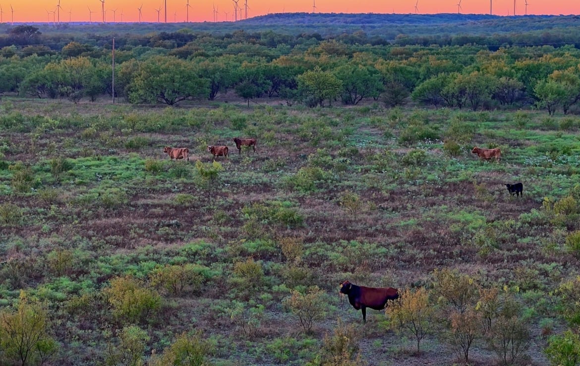 278 acres in Callahan and Shackelford County