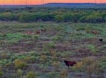278 acres in Callahan and Shackelford County