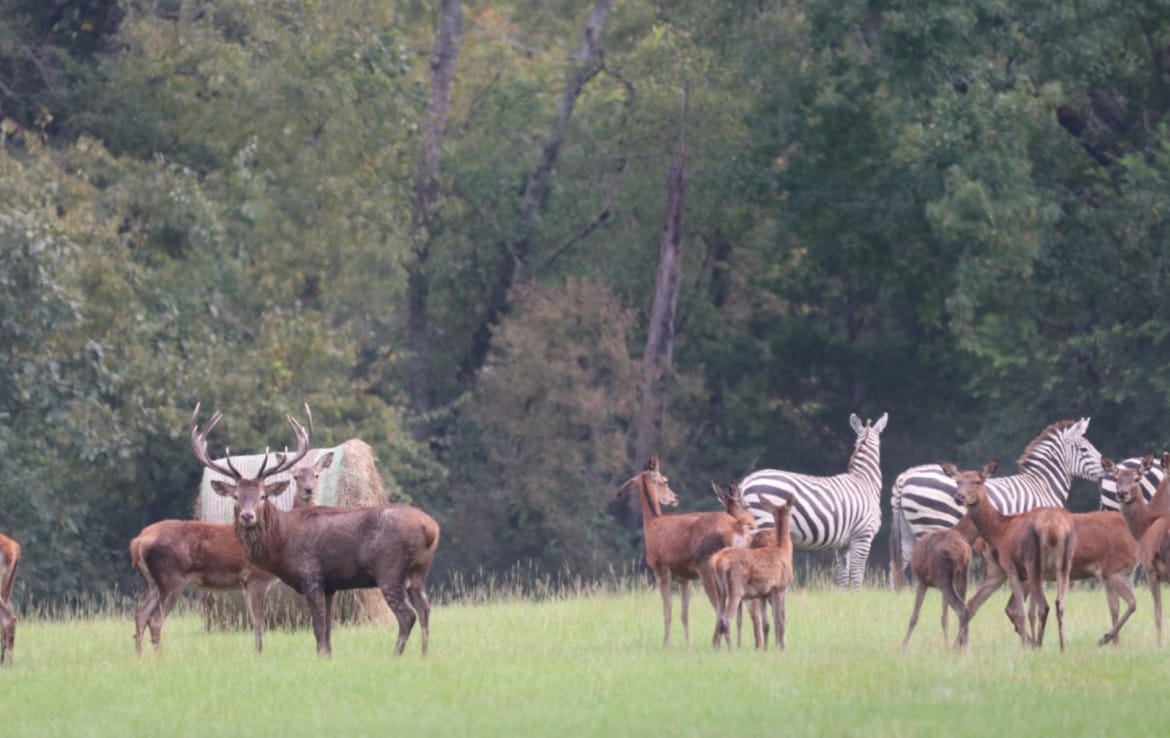 Rustic Springs Game Ranch Corporate Lease