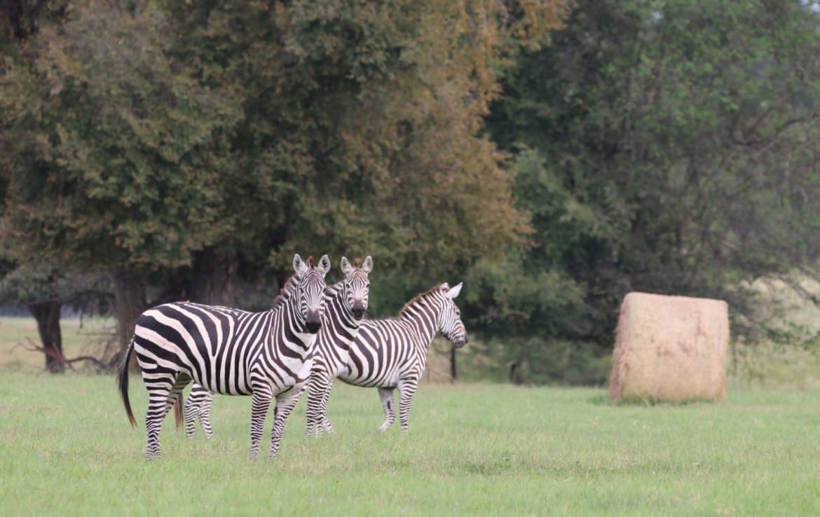 Rustic Springs Game Ranch Corporate Lease