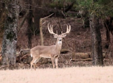 Rustic Springs Game Ranch Corporate Lease