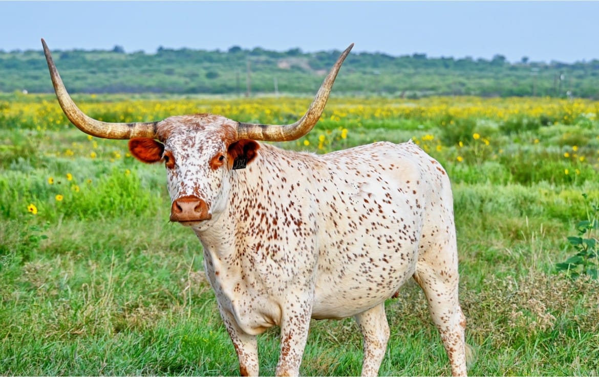 1022 acres in Archer County