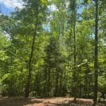 53 acres in Cass County