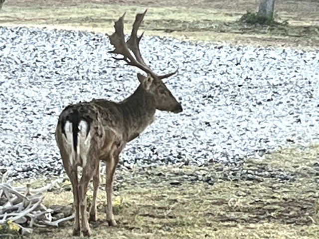 1764 Hardeman - Additional Photos