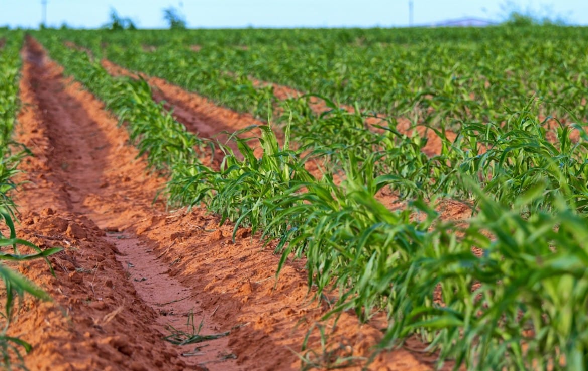 516 acres in Hockley County