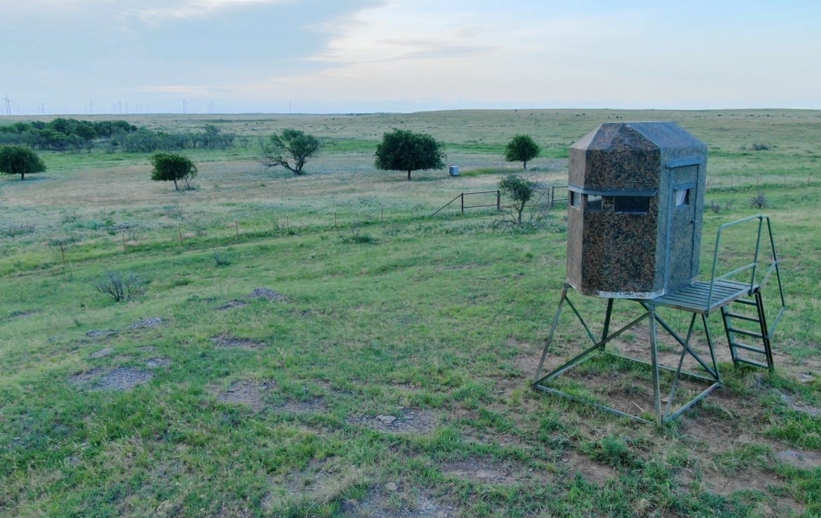 The Digital Deer Stand: Watch Texas Wildlife 24/7 from Anywhere