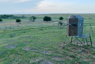 The Digital Deer Stand: Watch Texas Wildlife 24/7 from Anywhere