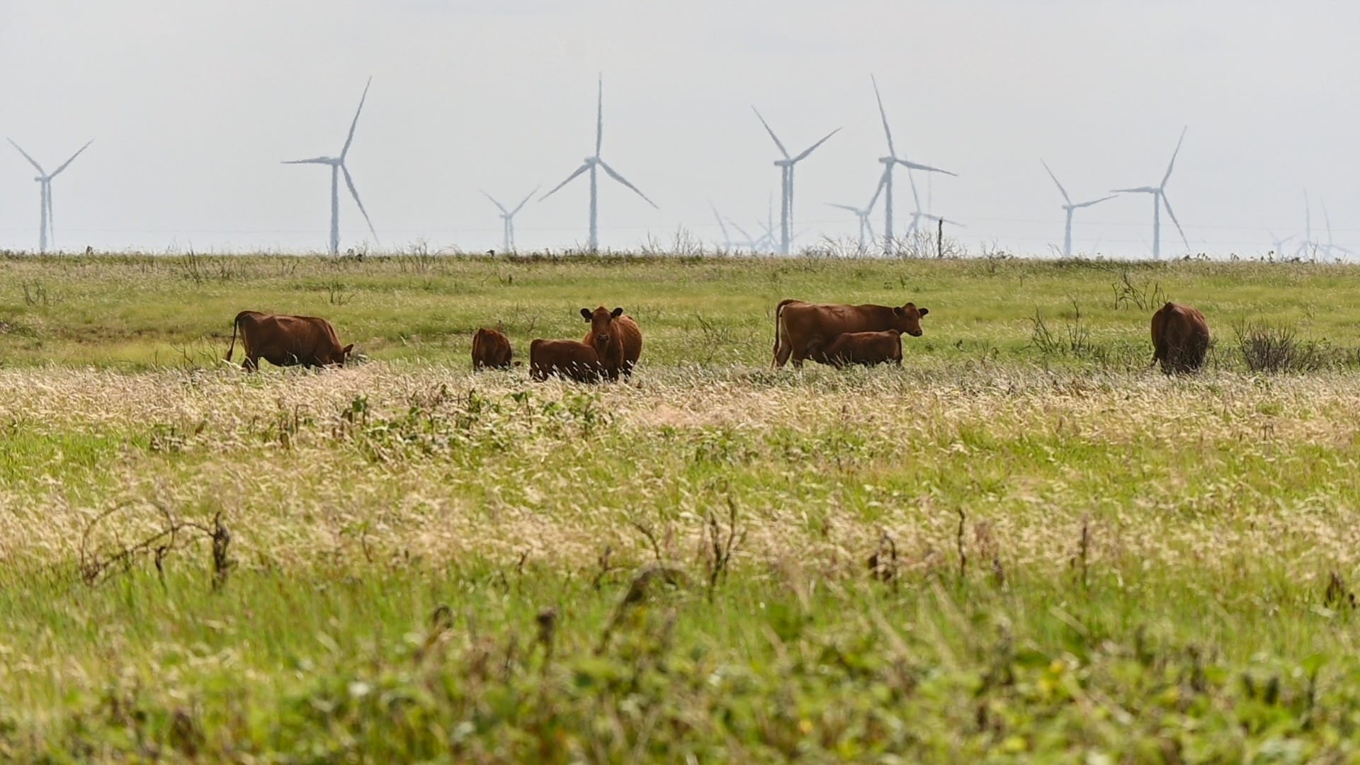 How Rural Land Loans Work in Texas