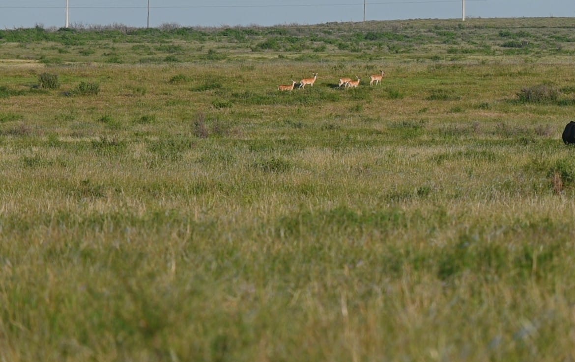 2498 acres in Archer County