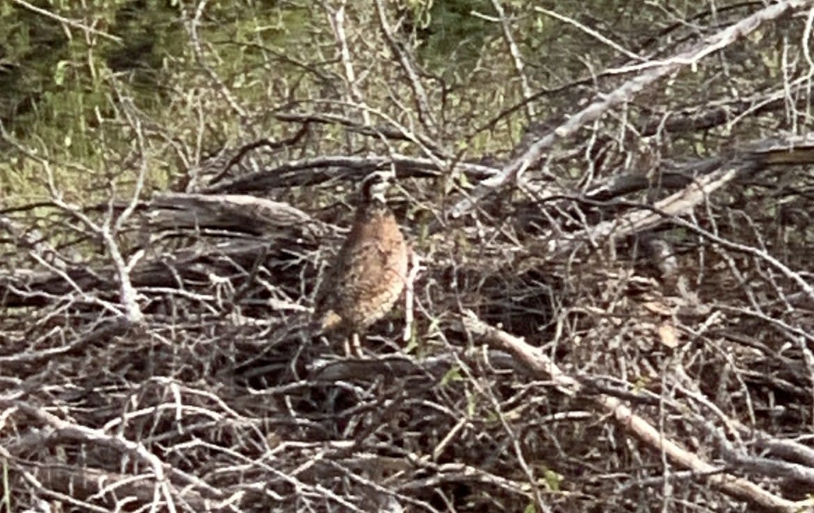 69 acres in Foard County