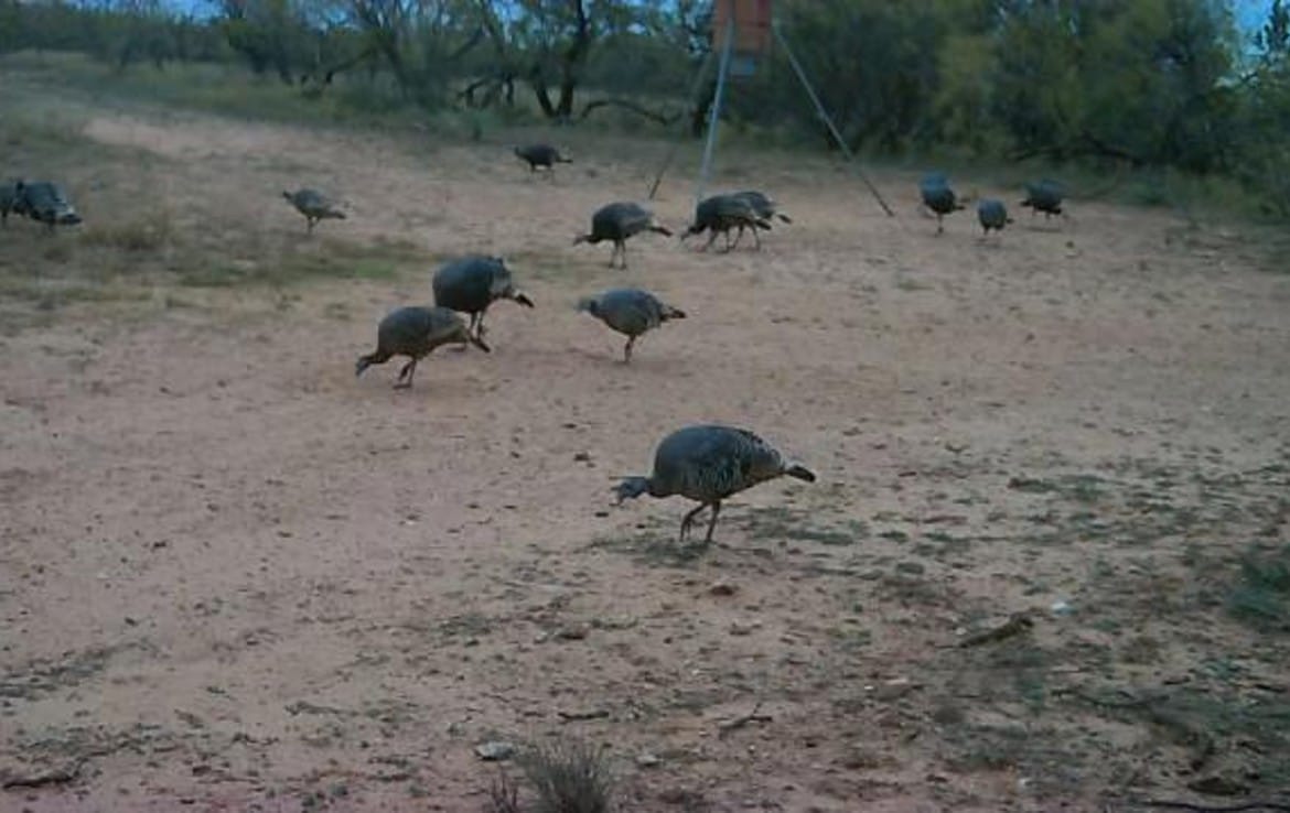 80 acres in Taylor Countty