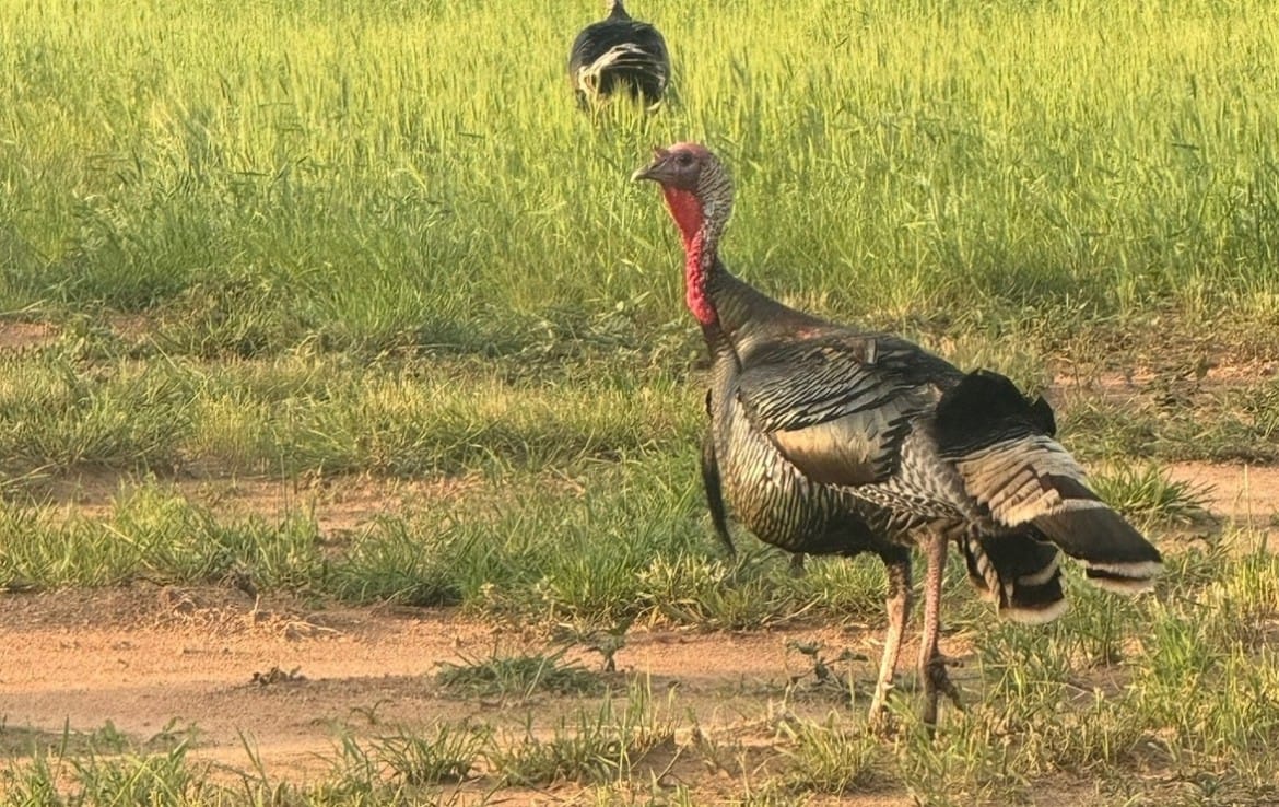 1070 acres in Hardeman County