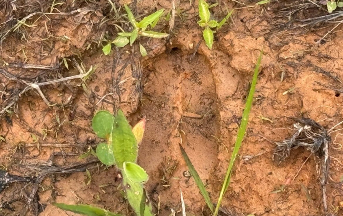 10 acres in Red River County