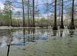 712 acres in Panola County