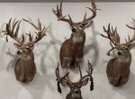 521 acres in Cass County